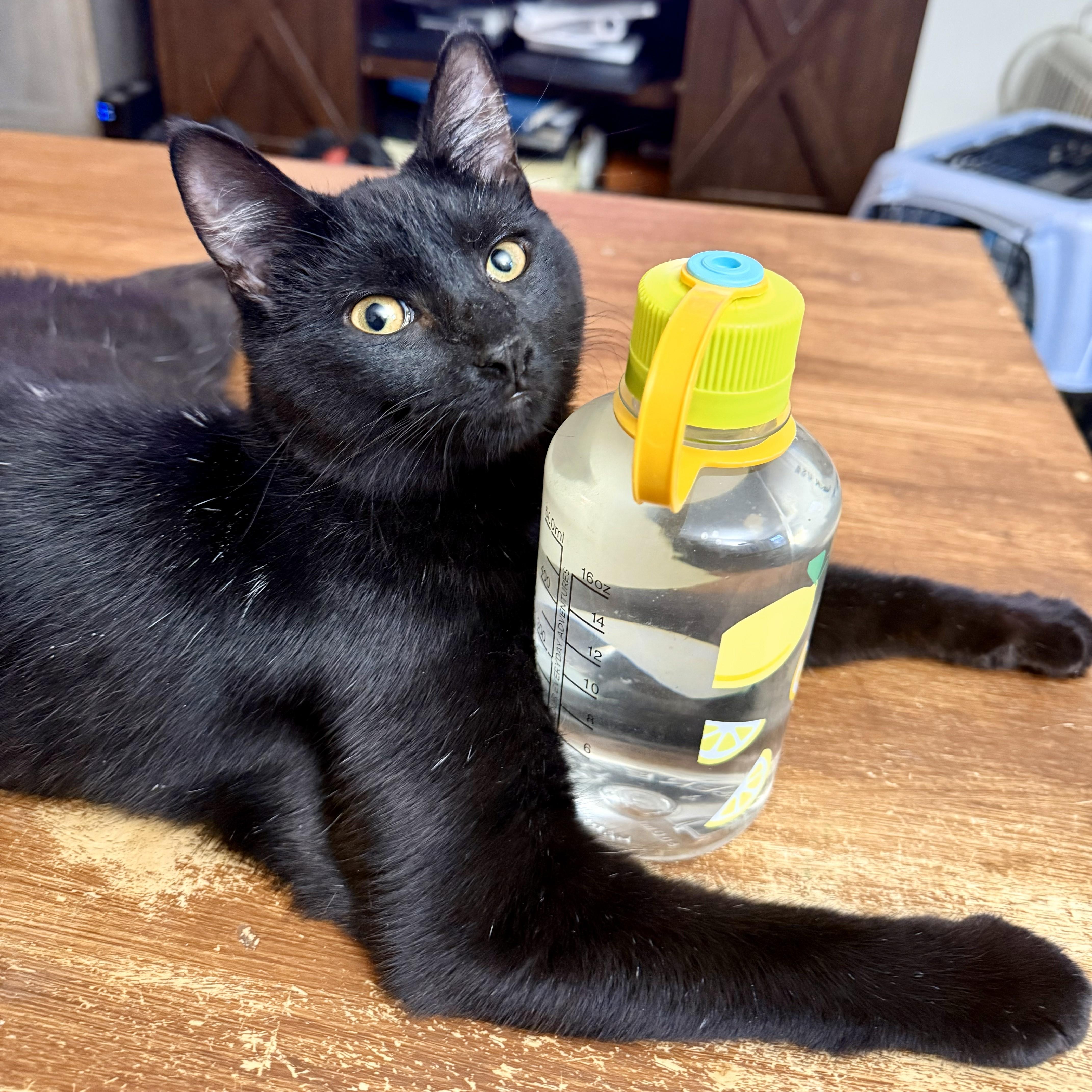 Enlarge Dusk - playful beautiful boy, a Adoptable Domestic Short Hair in New York, NY image 1/6