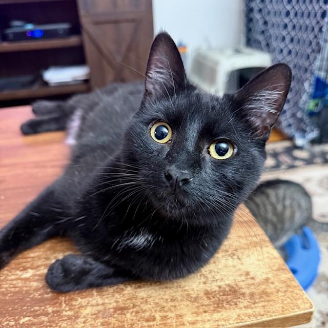 Enlarge Dusk - playful beautiful boy, a Adoptable Domestic Short Hair in New York, NY image 5/6