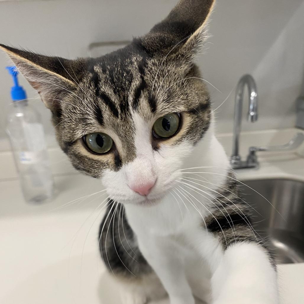 Enlarge Jeremy, a Adoptable Domestic Short Hair in Winston Salem, NC image 1/6