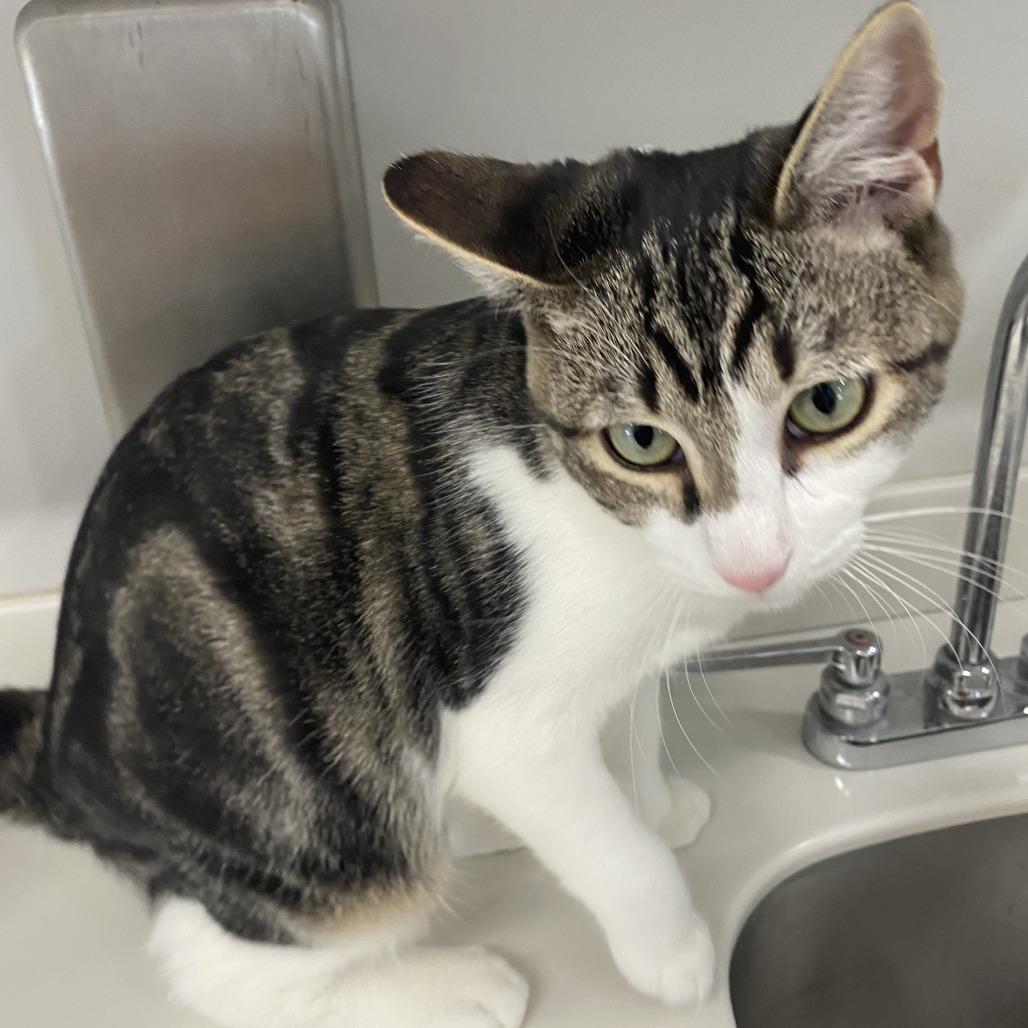 Enlarge Jeremy, a Adoptable Domestic Short Hair in Winston Salem, NC image 2/6