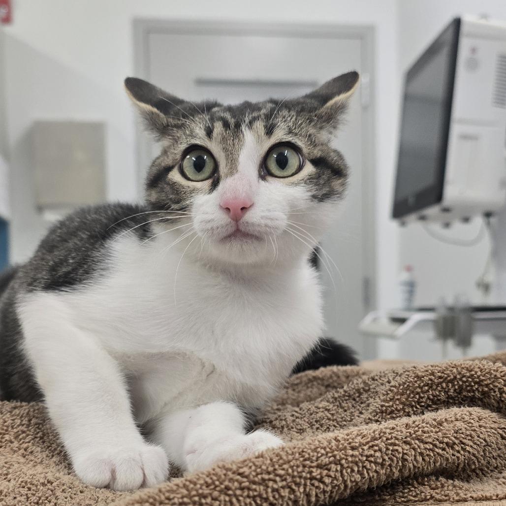 Enlarge Jeremy, a Adoptable Domestic Short Hair in Winston Salem, NC image 3/6