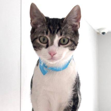 Enlarge Jeremy, a Adoptable Domestic Short Hair in Winston Salem, NC image 4/6