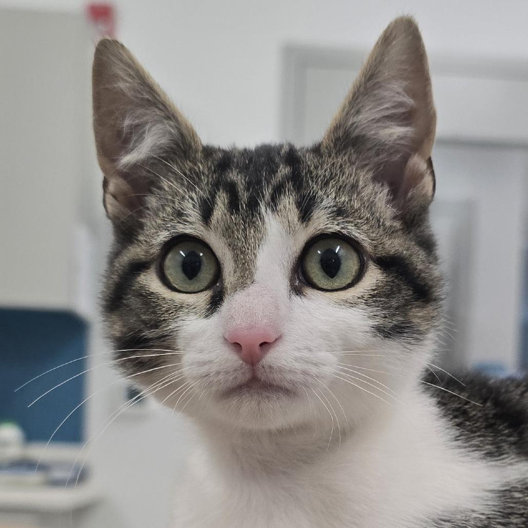 Enlarge Jeremy, a Adoptable Domestic Short Hair in Winston Salem, NC image 5/6