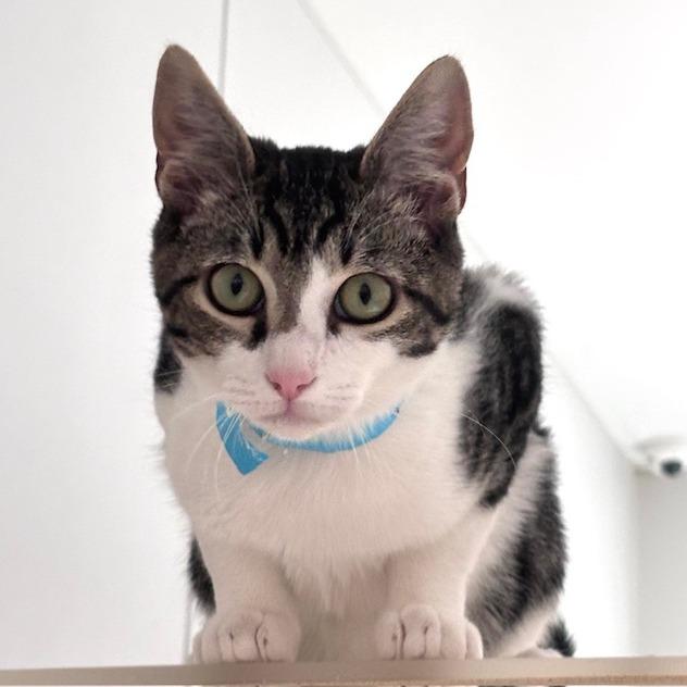 Enlarge Jeremy, a Adoptable Domestic Short Hair in Winston Salem, NC image 6/6