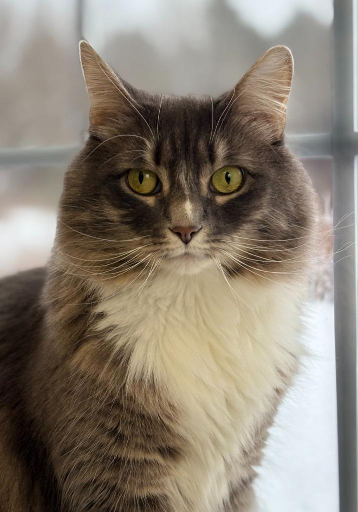 Annabelle (fka Hazel), Adoptable, Adult Female Domestic Medium Hair.