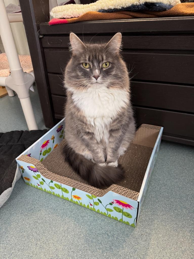 Enlarge Annabelle (fka Hazel), a Adoptable mixed breed in Cumberland, ME image 2/4