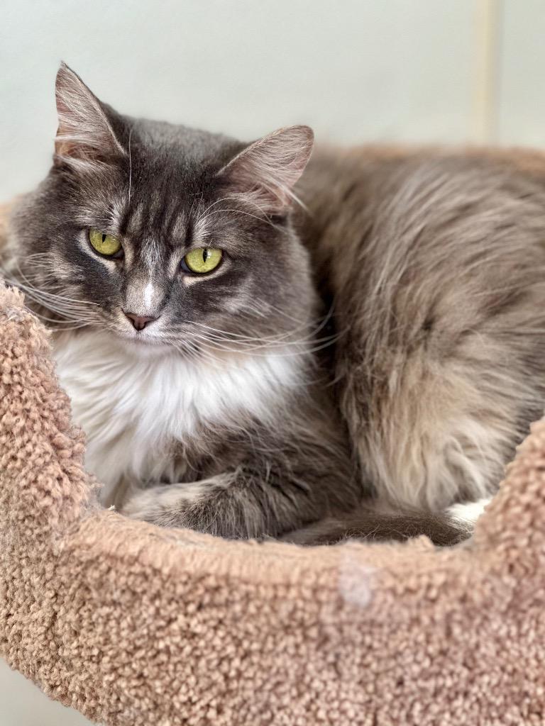 Enlarge Annabelle (fka Hazel), a Adoptable mixed breed in Cumberland, ME image 3/4