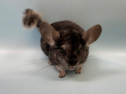 Enlarge Dallas, a Adoptable Chinchilla in Woodbury, MN image 1/1