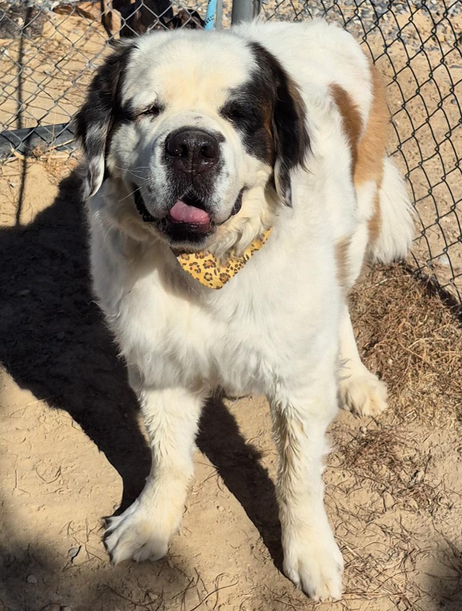 Daisy, Adopted, Adult Female Saint Bernard.