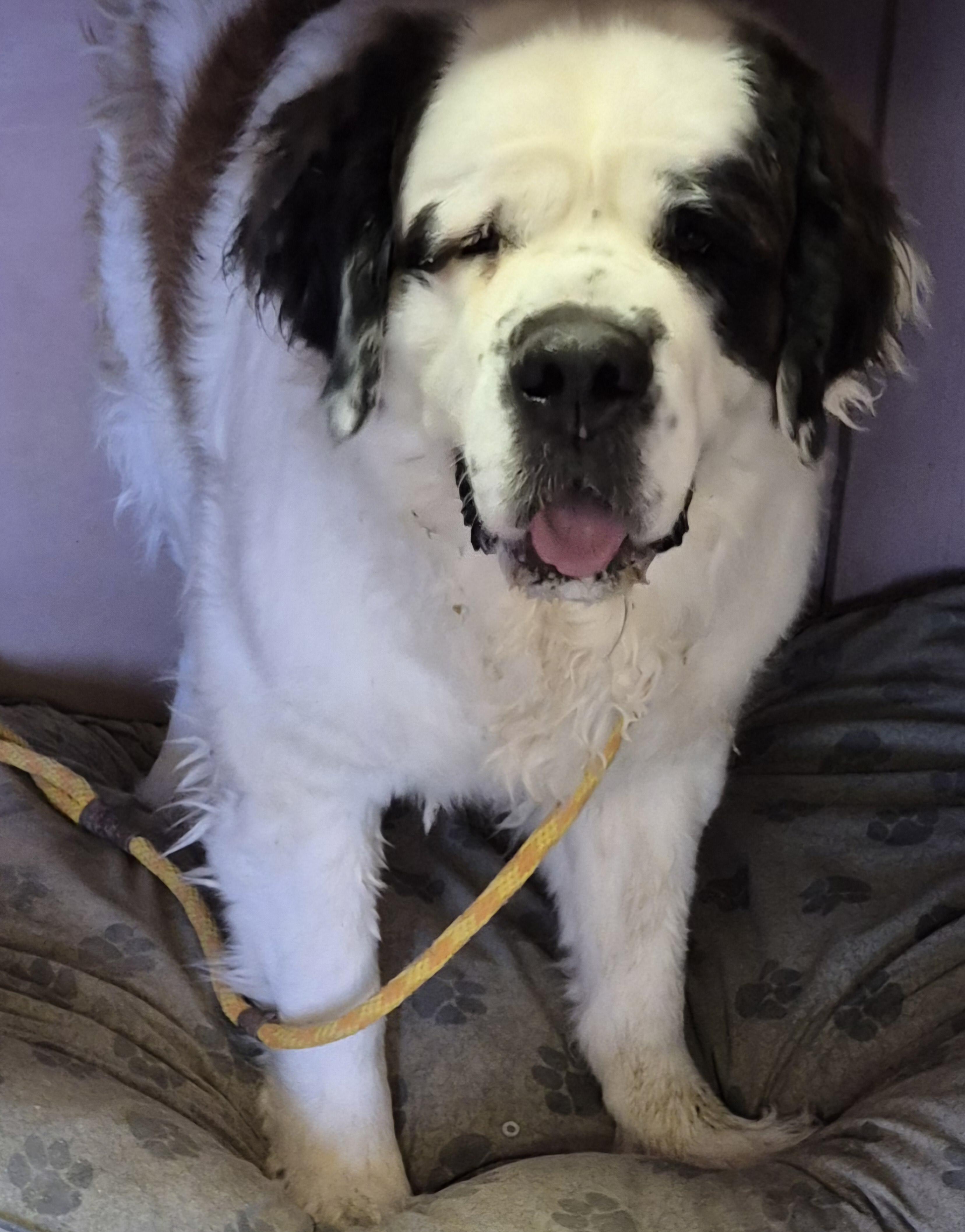 Daisy