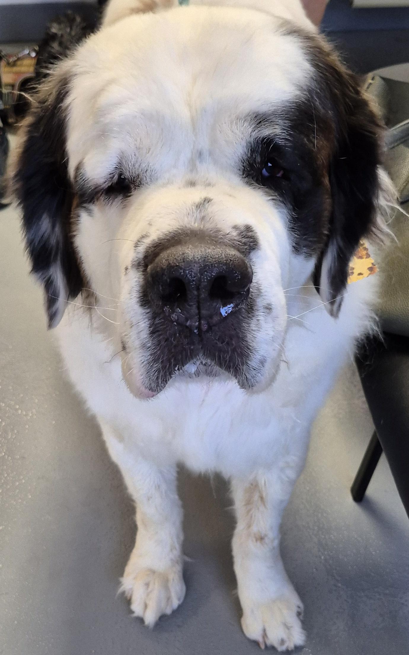 Daisy