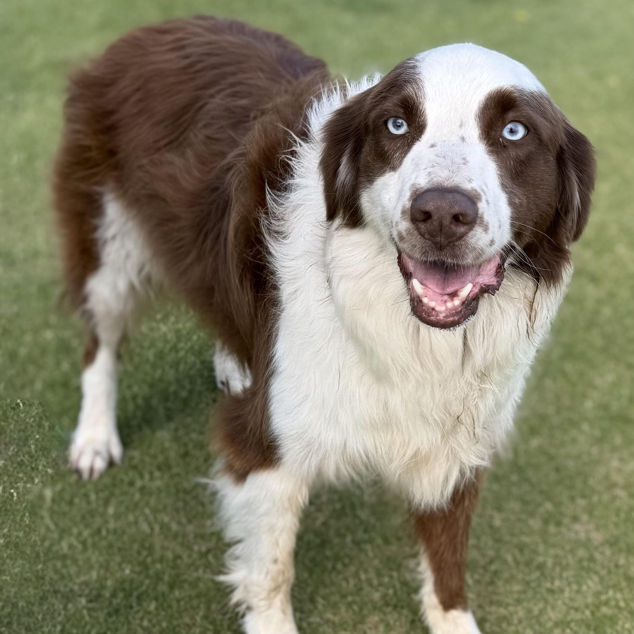Enlarge Oliver, a Adoptable mixed breed in MURRIETA, CA image 3/4