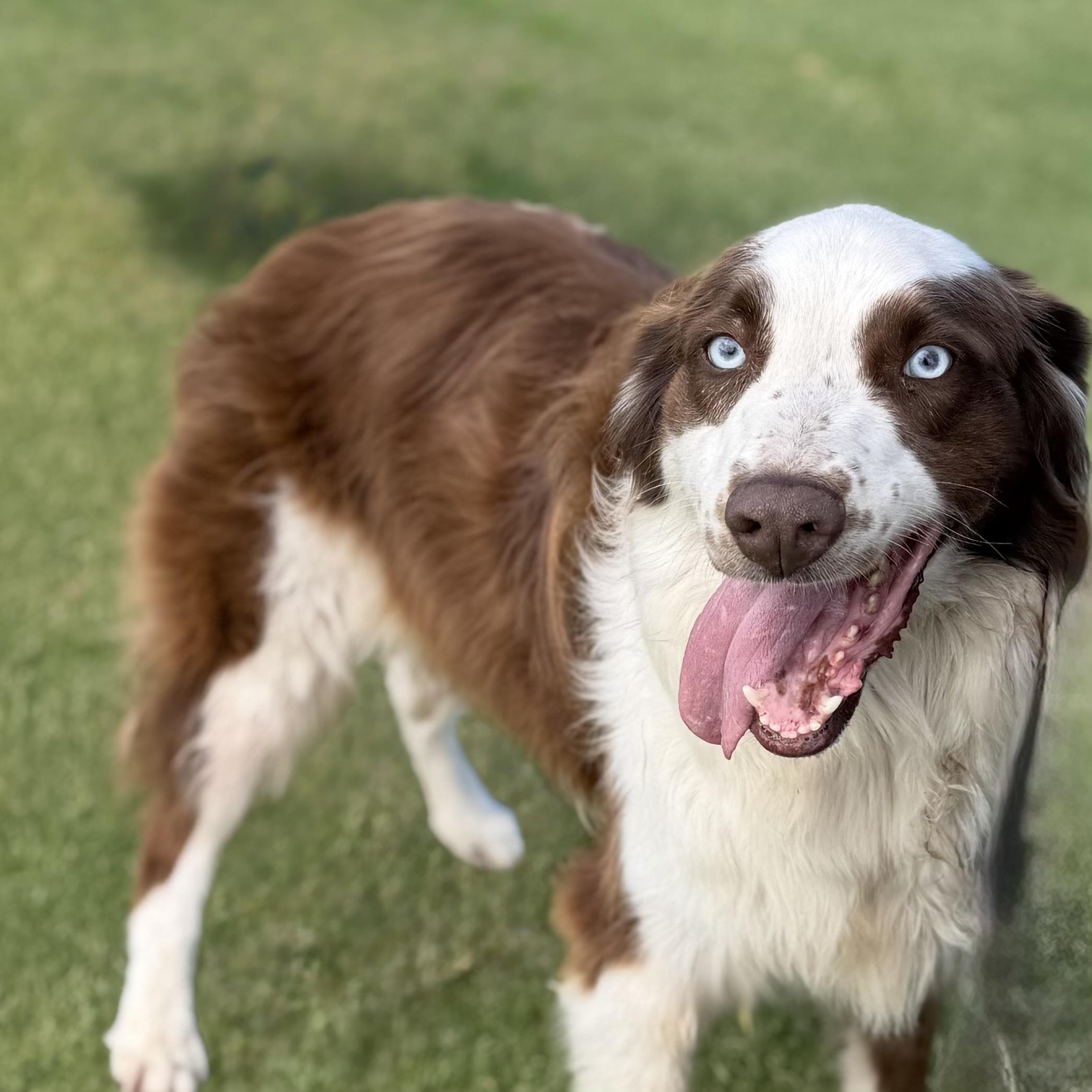 Enlarge Oliver, a Adoptable mixed breed in MURRIETA, CA image 2/4