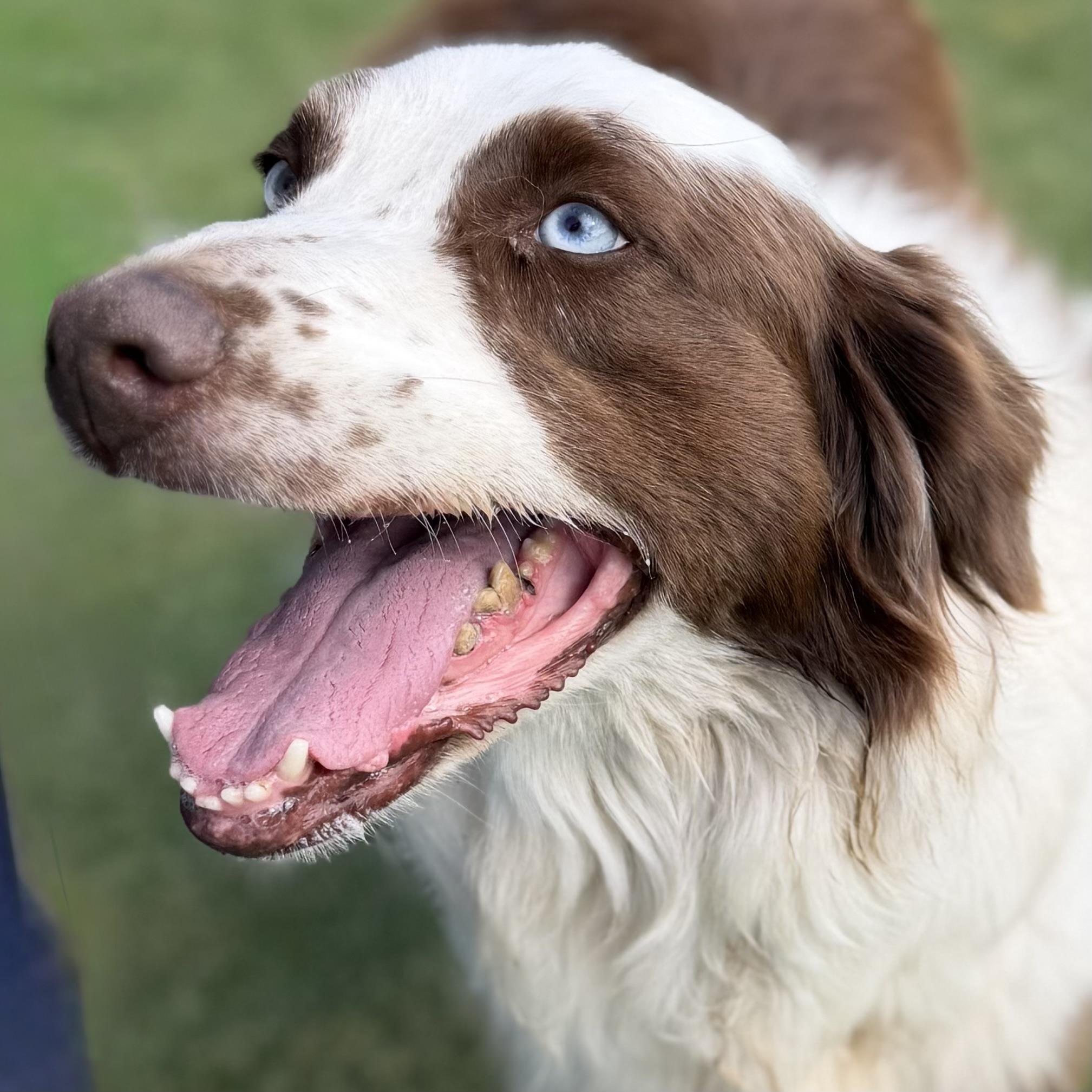 Oliver, Adoptable, Adult Male Australian Shepherd.