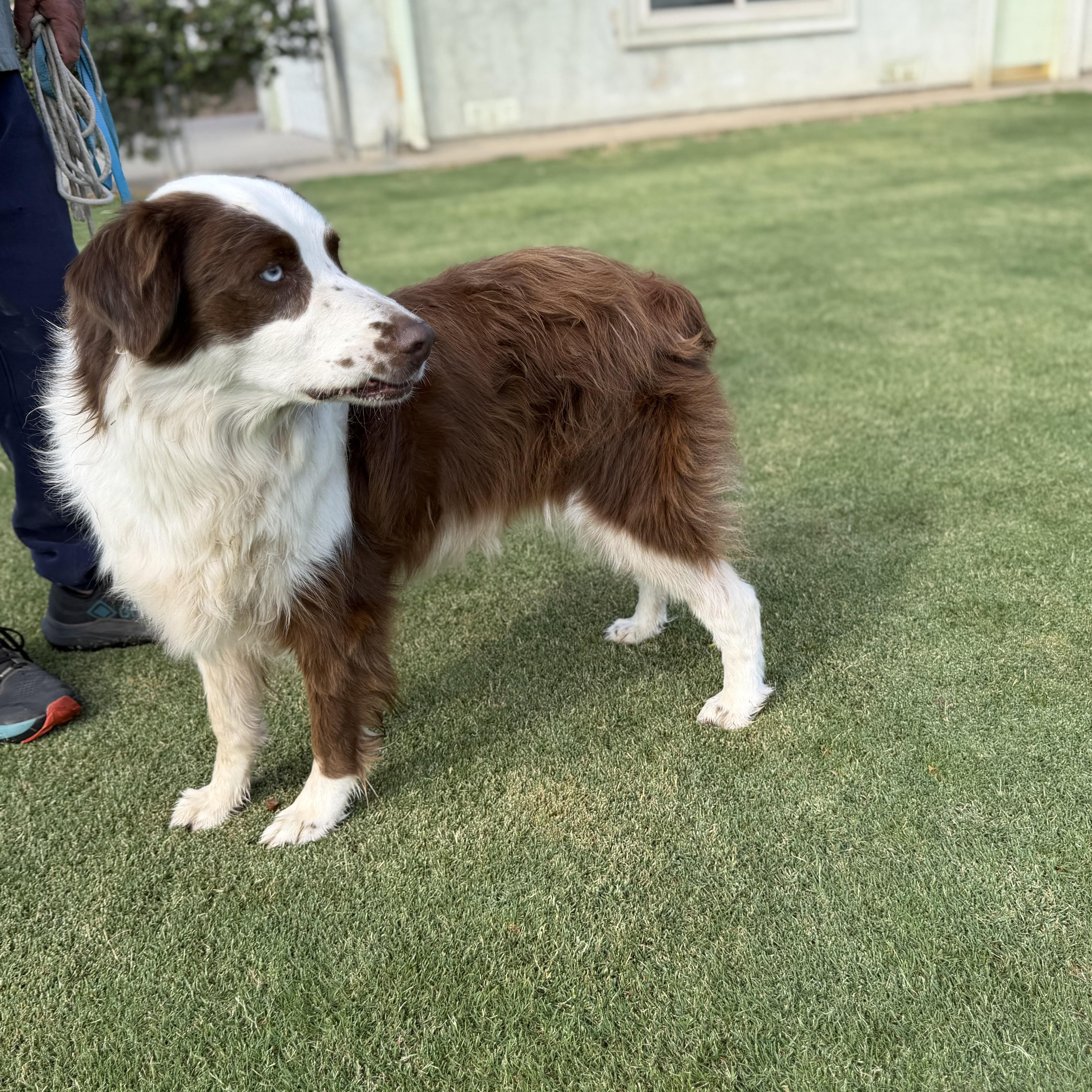 Enlarge Oliver, a Adoptable mixed breed in MURRIETA, CA image 4/4