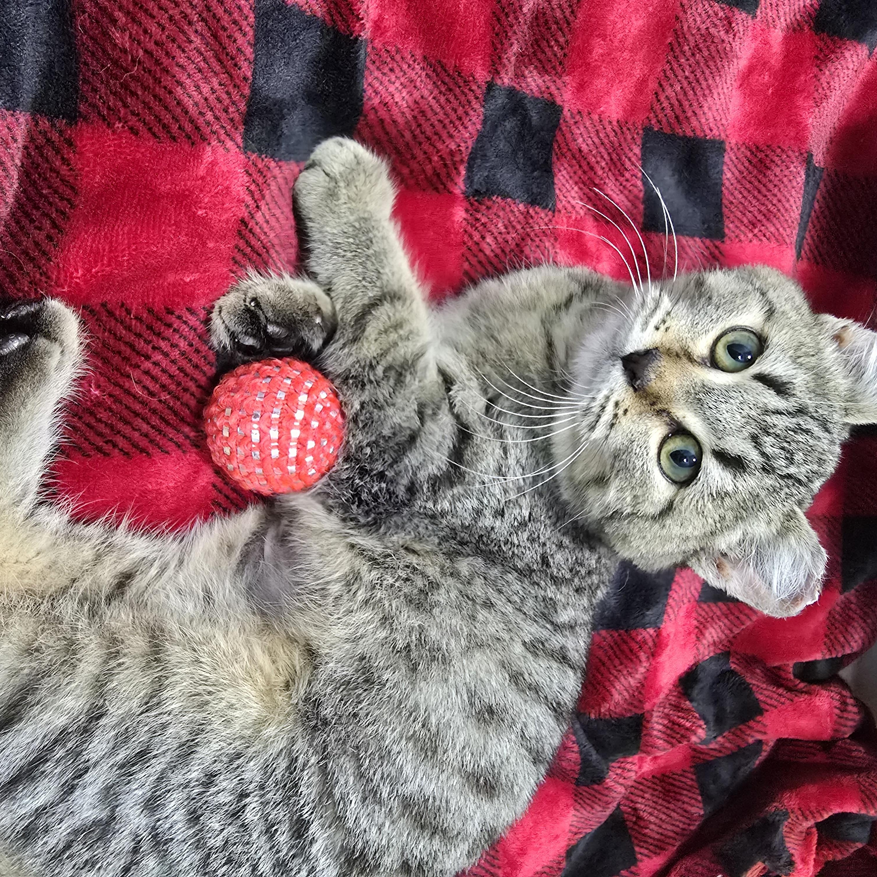 Enlarge Bob, a ADOPTABLE Domestic Short Hair in Arlington, WA image 1/5