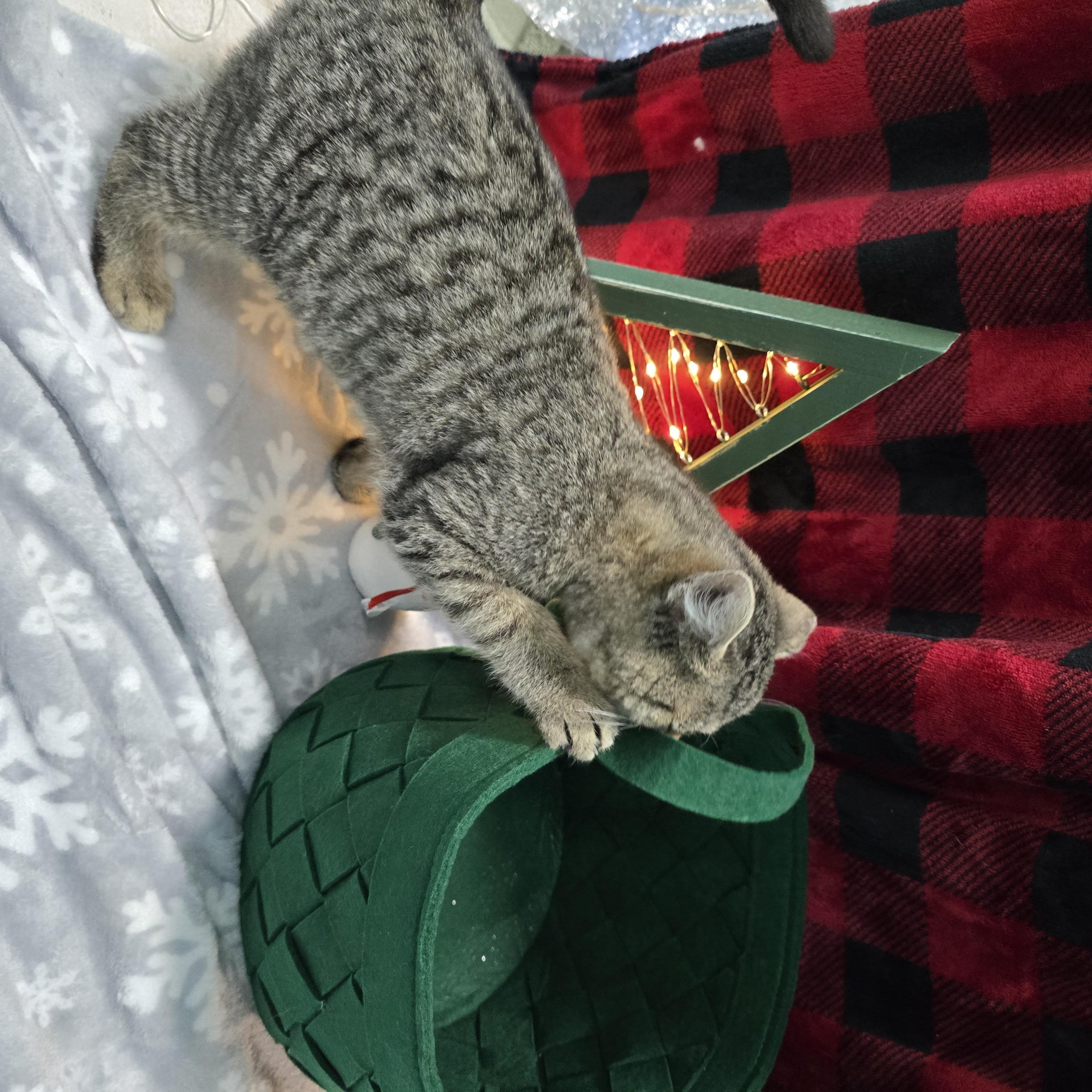 Enlarge Bob, a ADOPTABLE Domestic Short Hair in Arlington, WA image 2/5