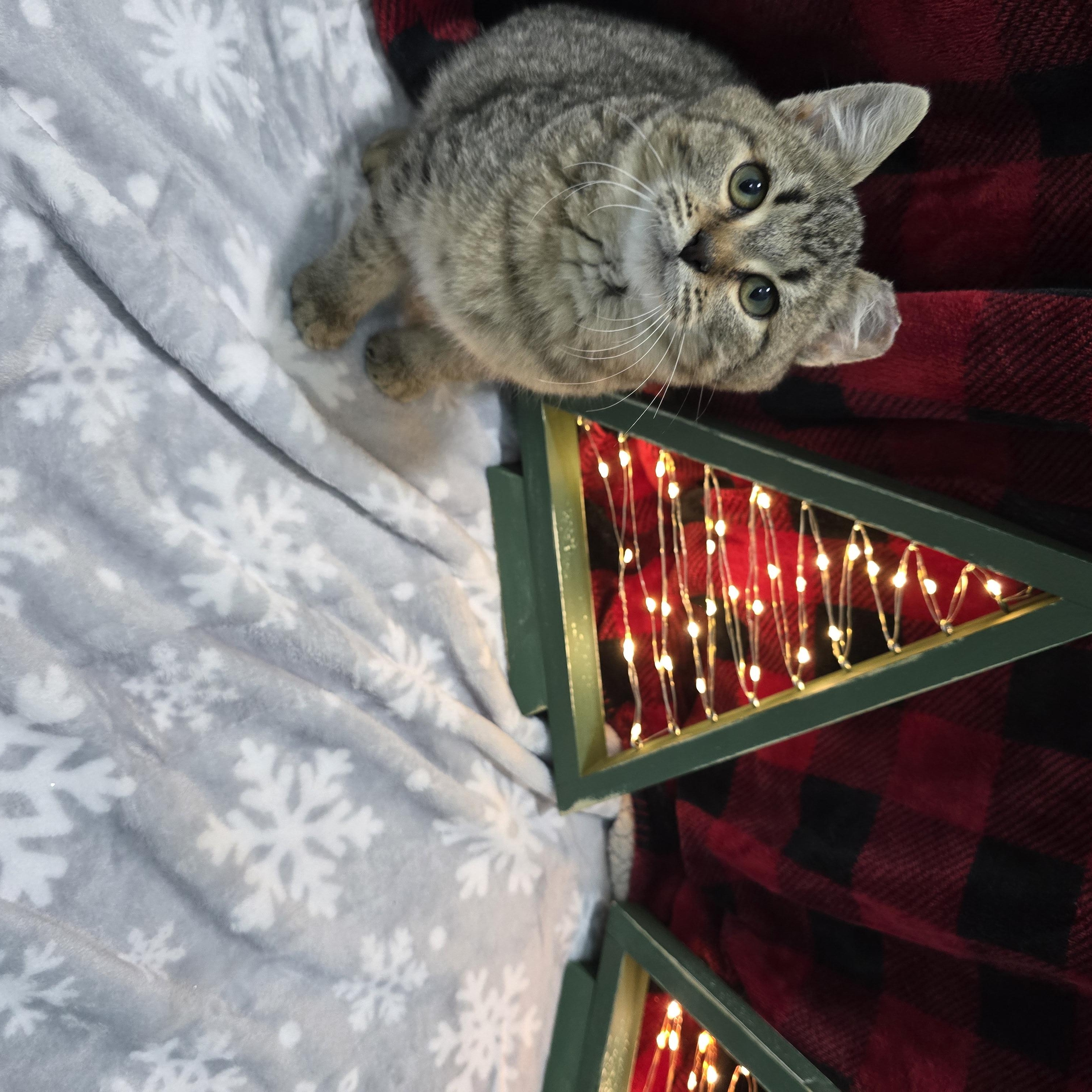 Enlarge Bob, a ADOPTABLE Domestic Short Hair in Arlington, WA image 3/5