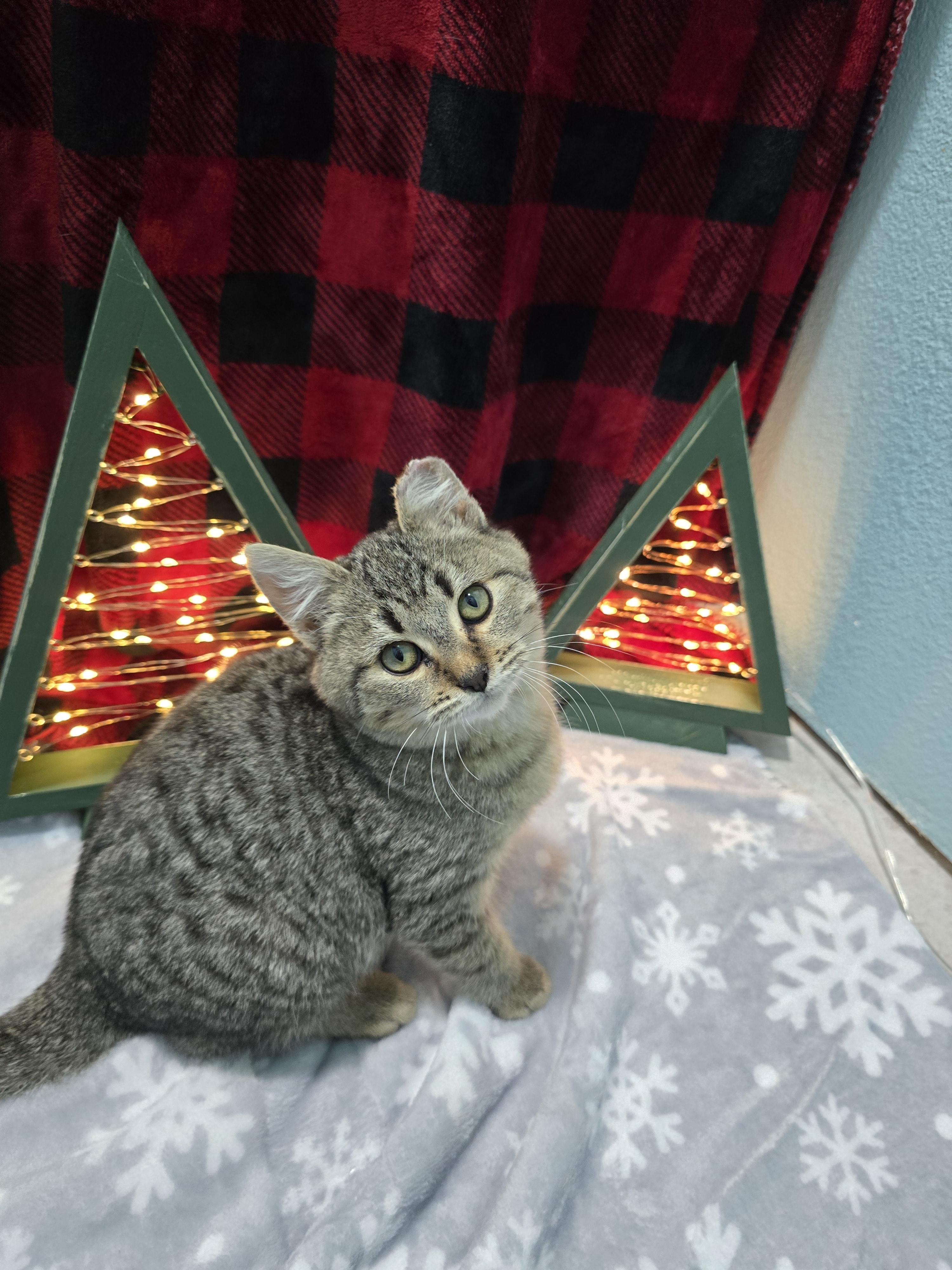 Enlarge Bob, a ADOPTABLE Domestic Short Hair in Arlington, WA image 4/5