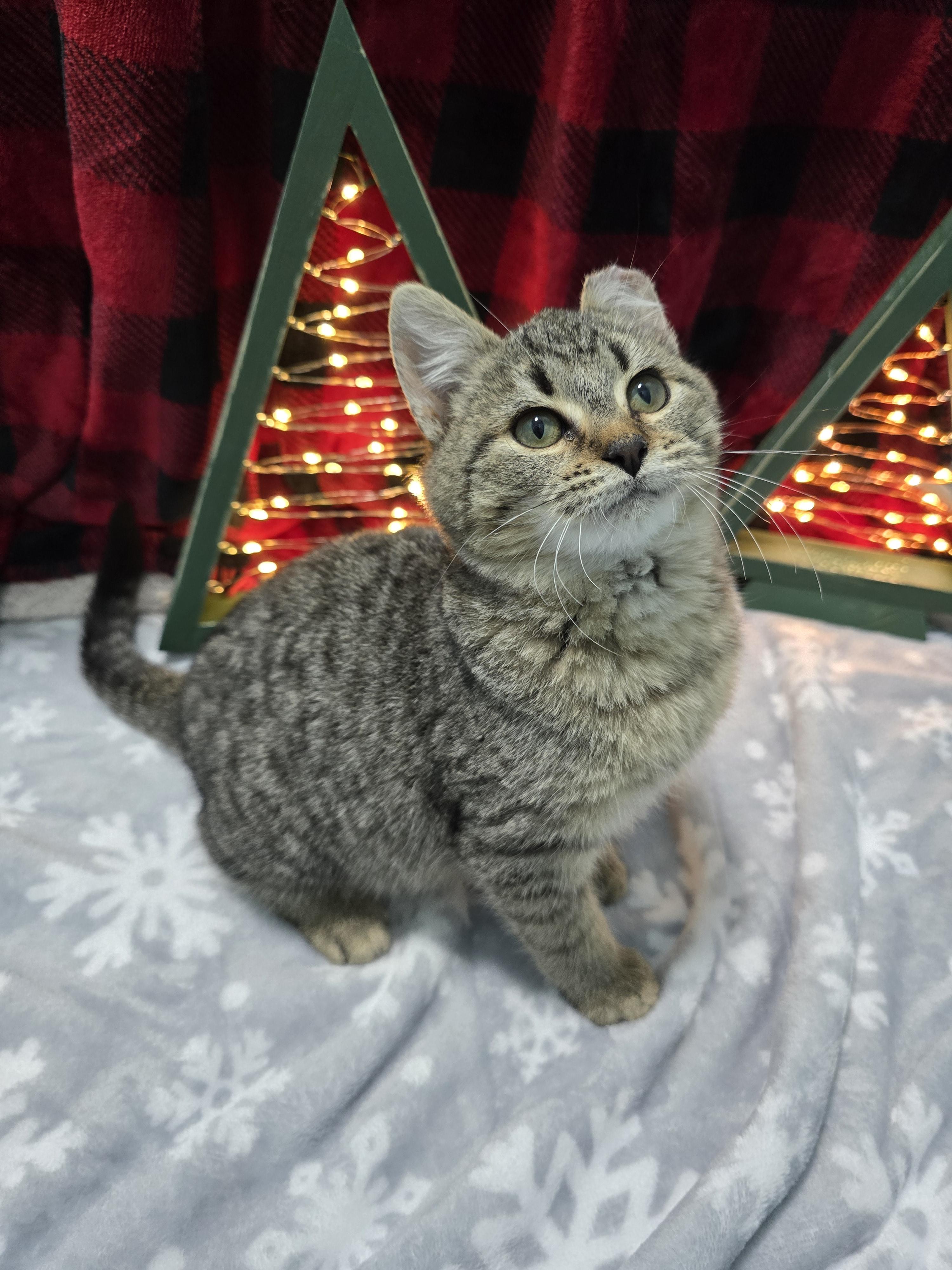 Enlarge Bob, a ADOPTABLE Domestic Short Hair in Arlington, WA image 5/5