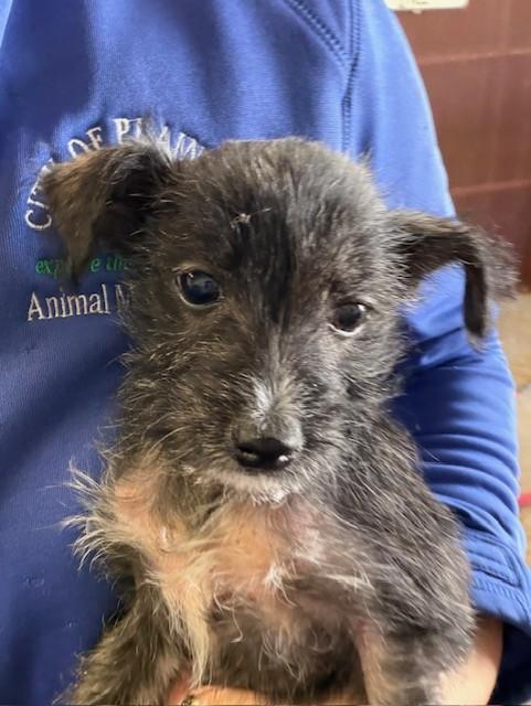 Enlarge Flora, an adopted mixed breed in Riverside, IA image 2/2