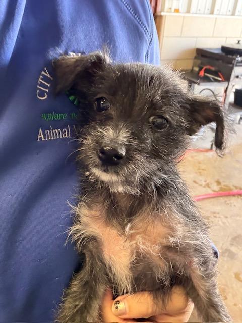 Flora, adopted, Puppy Female Miniature Schnauzer & Terrier.