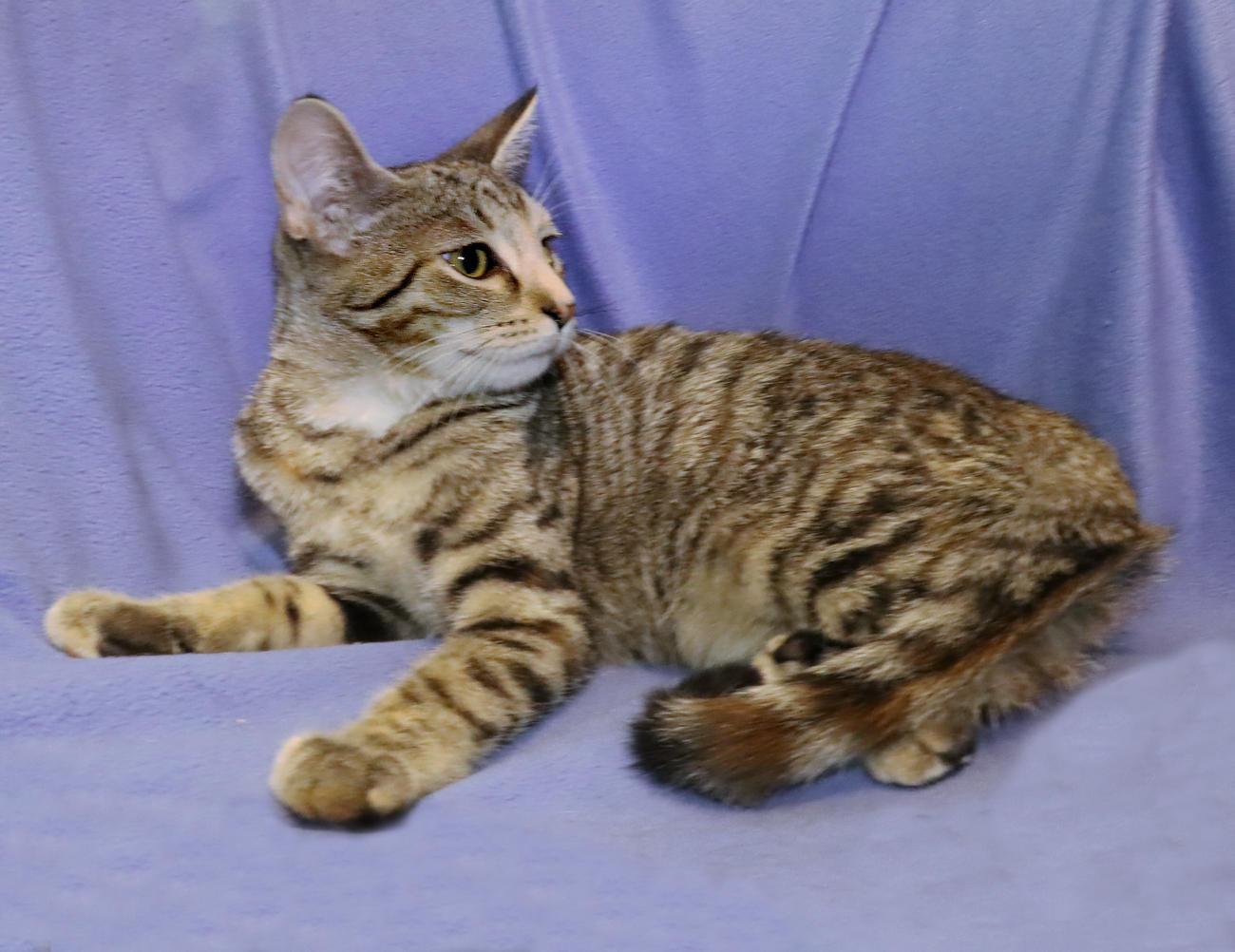 Enlarge Sophie, a Adoptable Torbie in Euclid, OH image 6/6