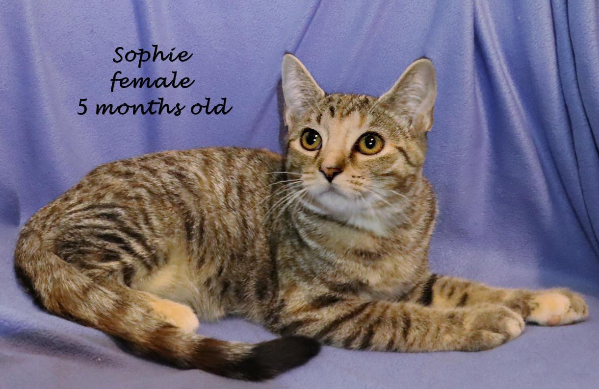 Enlarge Sophie, a Adoptable Torbie in Euclid, OH image 2/6