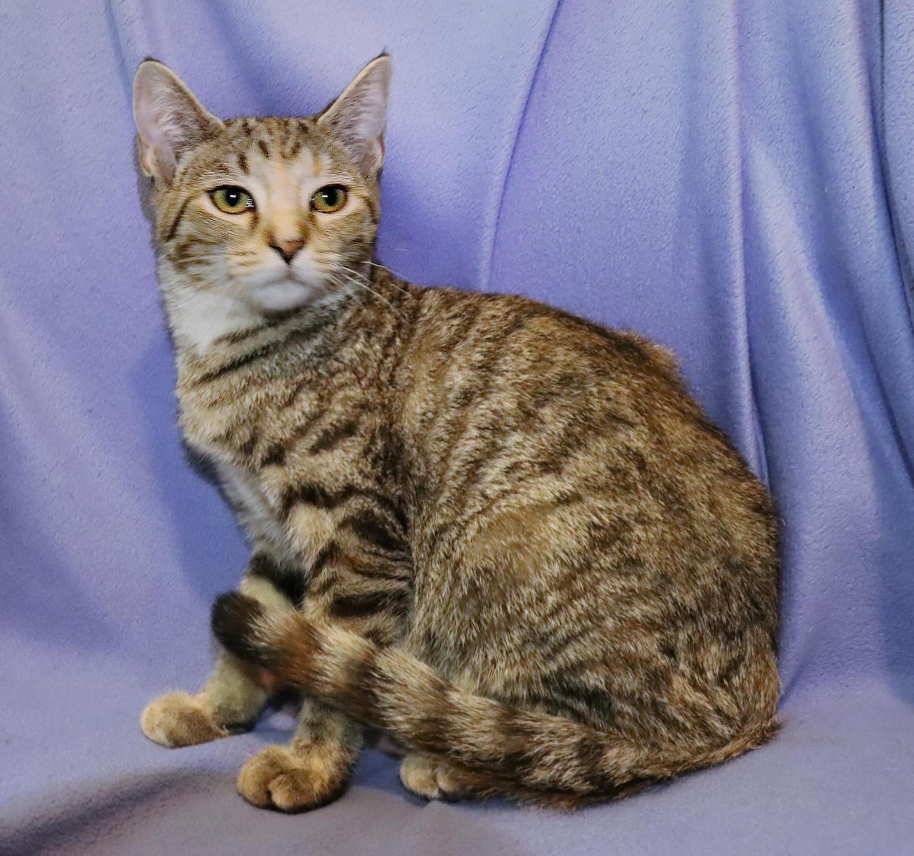 Enlarge Sophie, a Adoptable Torbie in Euclid, OH image 5/6
