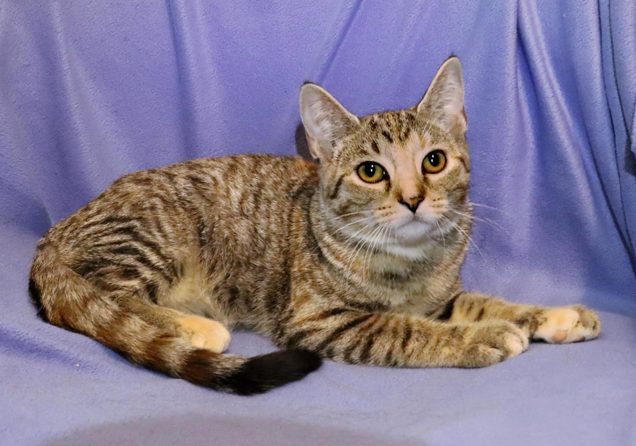 Enlarge Sophie, a Adoptable Torbie in Euclid, OH image 4/6