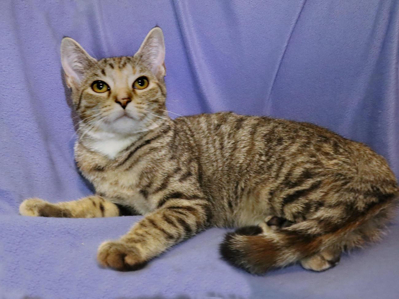 Enlarge Sophie, a Adoptable Torbie in Euclid, OH image 3/6