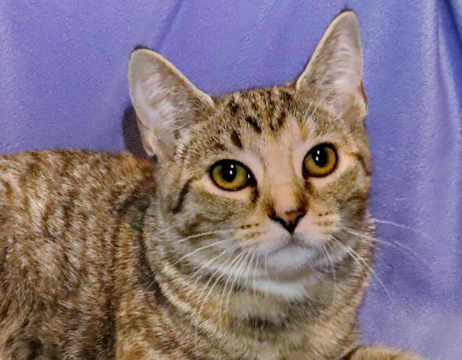 Enlarge Sophie, a Adoptable Torbie in Euclid, OH image 1/6
