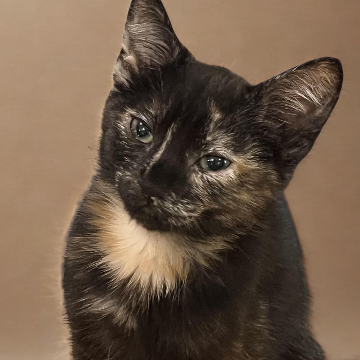 Enlarge Bandit 3045, an adopted Domestic Short Hair in Boca Raton, FL image 1/1