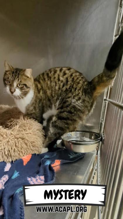 Enlarge Mystery, a Adoptable Domestic Short Hair in Ashtabula, OH image 1/1