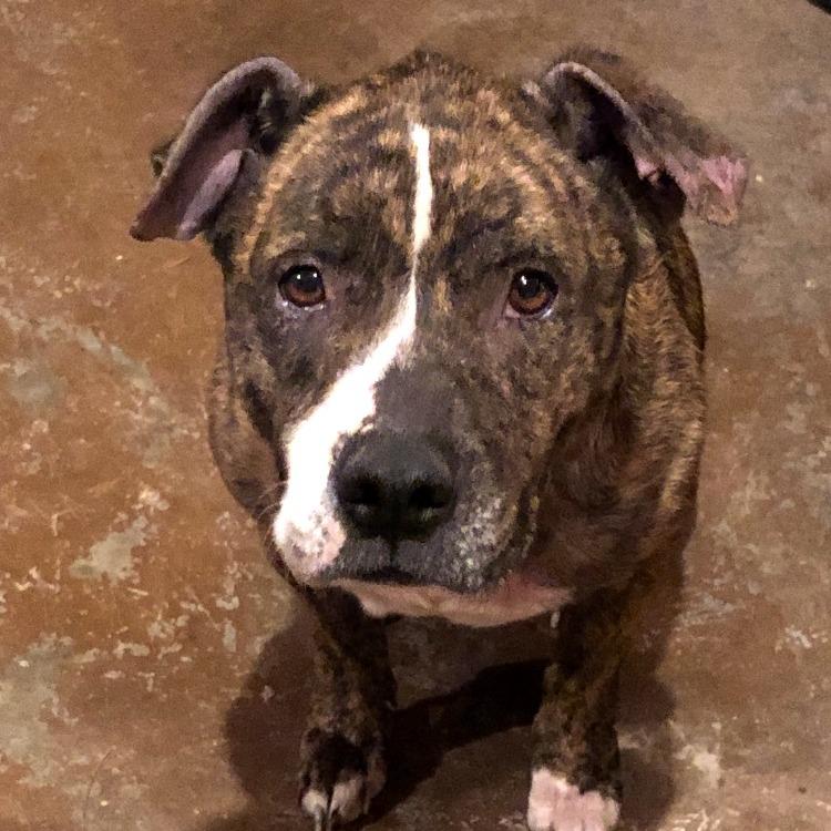 Sweet Pea, Adoptable, Adult Female Pit Bull Terrier.