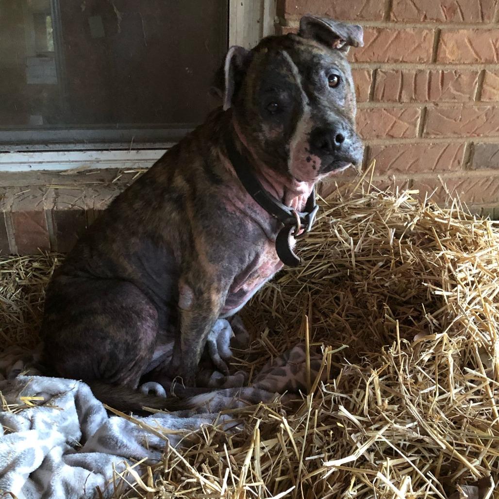 Enlarge Sweet Pea, a Adoptable Pit Bull Terrier in Rossville, GA image 2/6