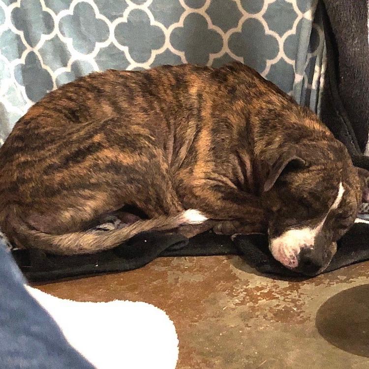 Enlarge Sweet Pea, a Adoptable Pit Bull Terrier in Rossville, GA image 3/6