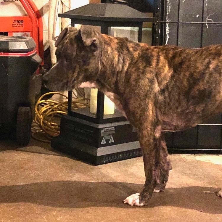 Enlarge Sweet Pea, a Adoptable Pit Bull Terrier in Rossville, GA image 5/6