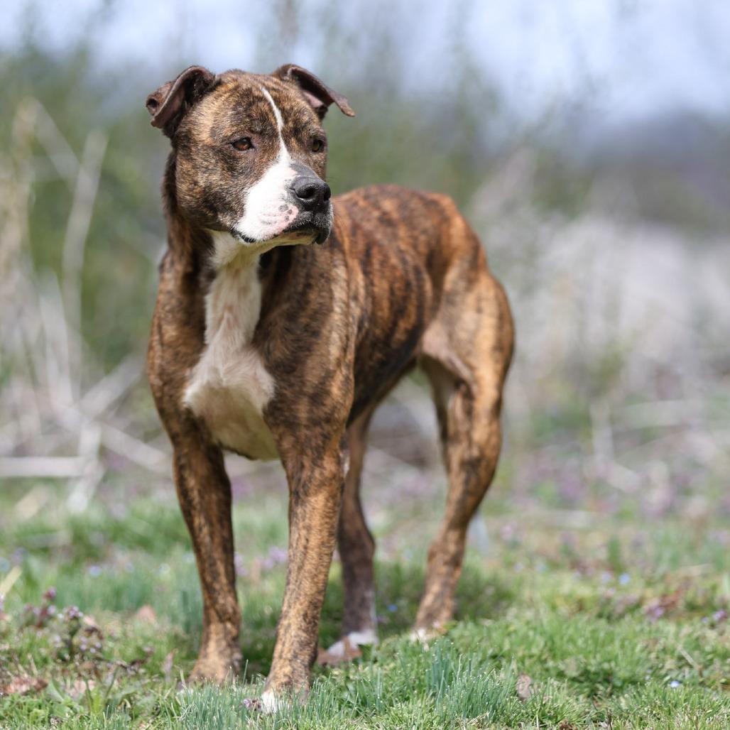 Enlarge Sweet Pea, a Adoptable Pit Bull Terrier in Rossville, GA image 6/6
