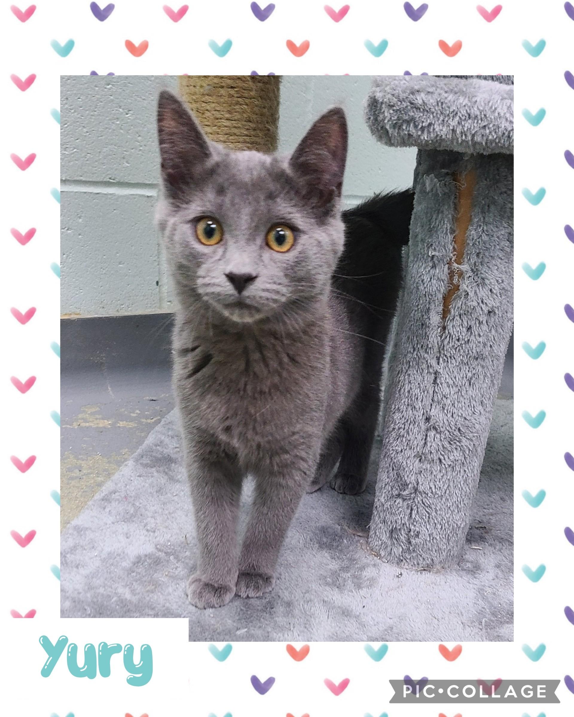 Enlarge Yury, a Adoptable Domestic Short Hair in Iron River, MI image 1/1