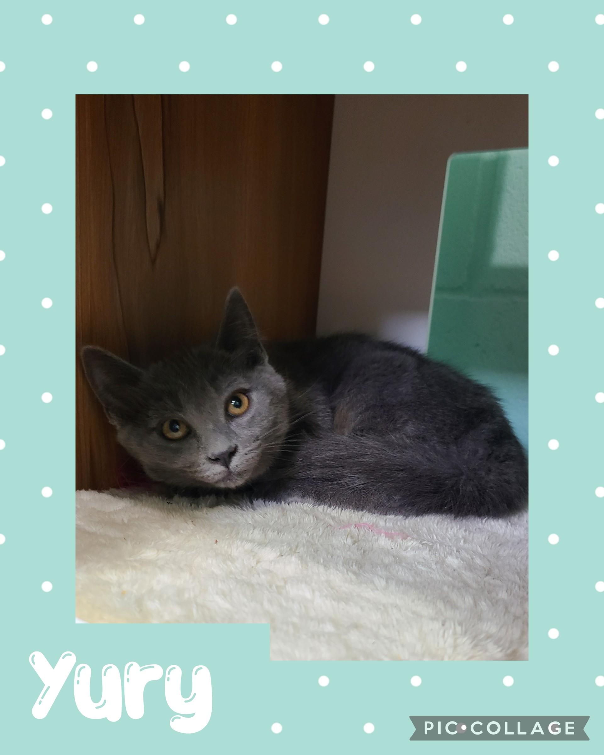 Yury, Adoptable, Young Male Domestic Short Hair.