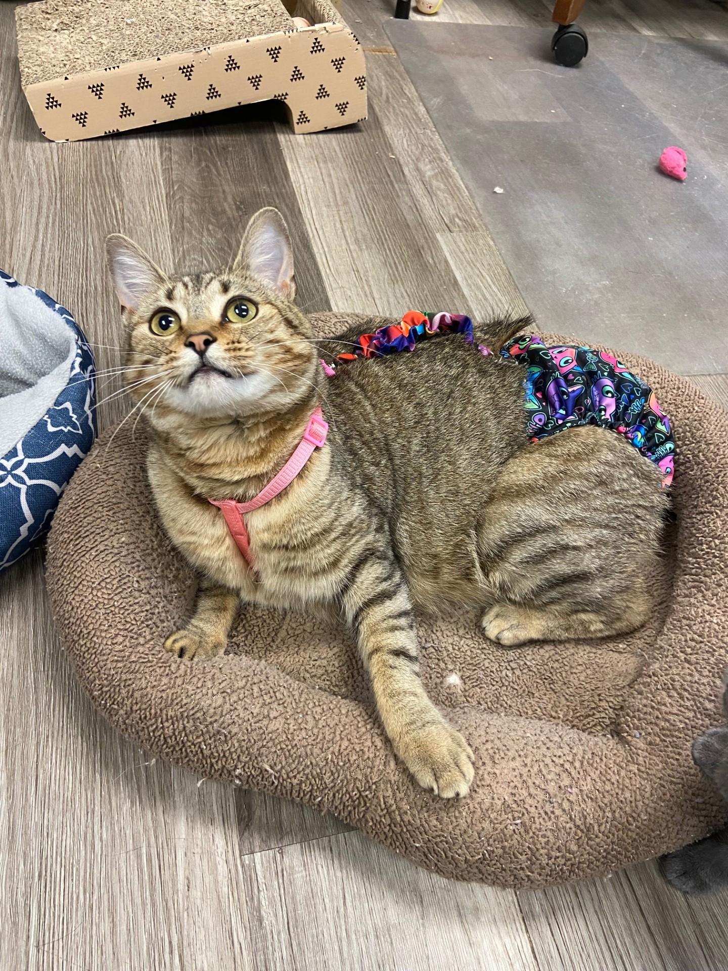 Enlarge LuLu Lime, a Adoptable mixed breed in Lakewood, CO image 3/6