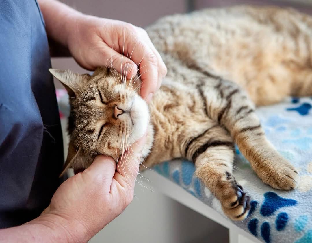 Enlarge LuLu Lime, a Adoptable mixed breed in Lakewood, CO image 6/6