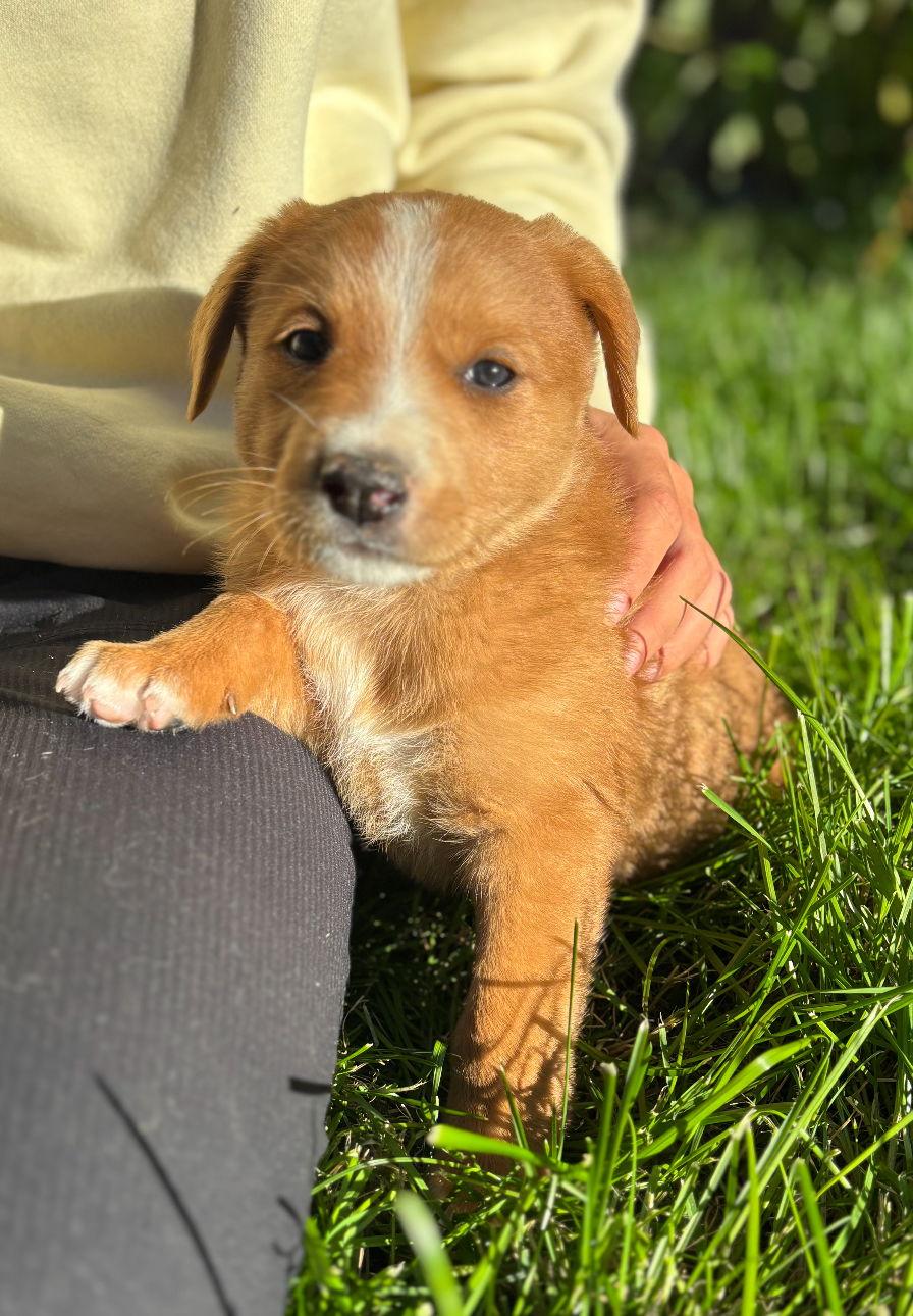 Rocky, Adoptable, Puppy Male Mixed Breed.