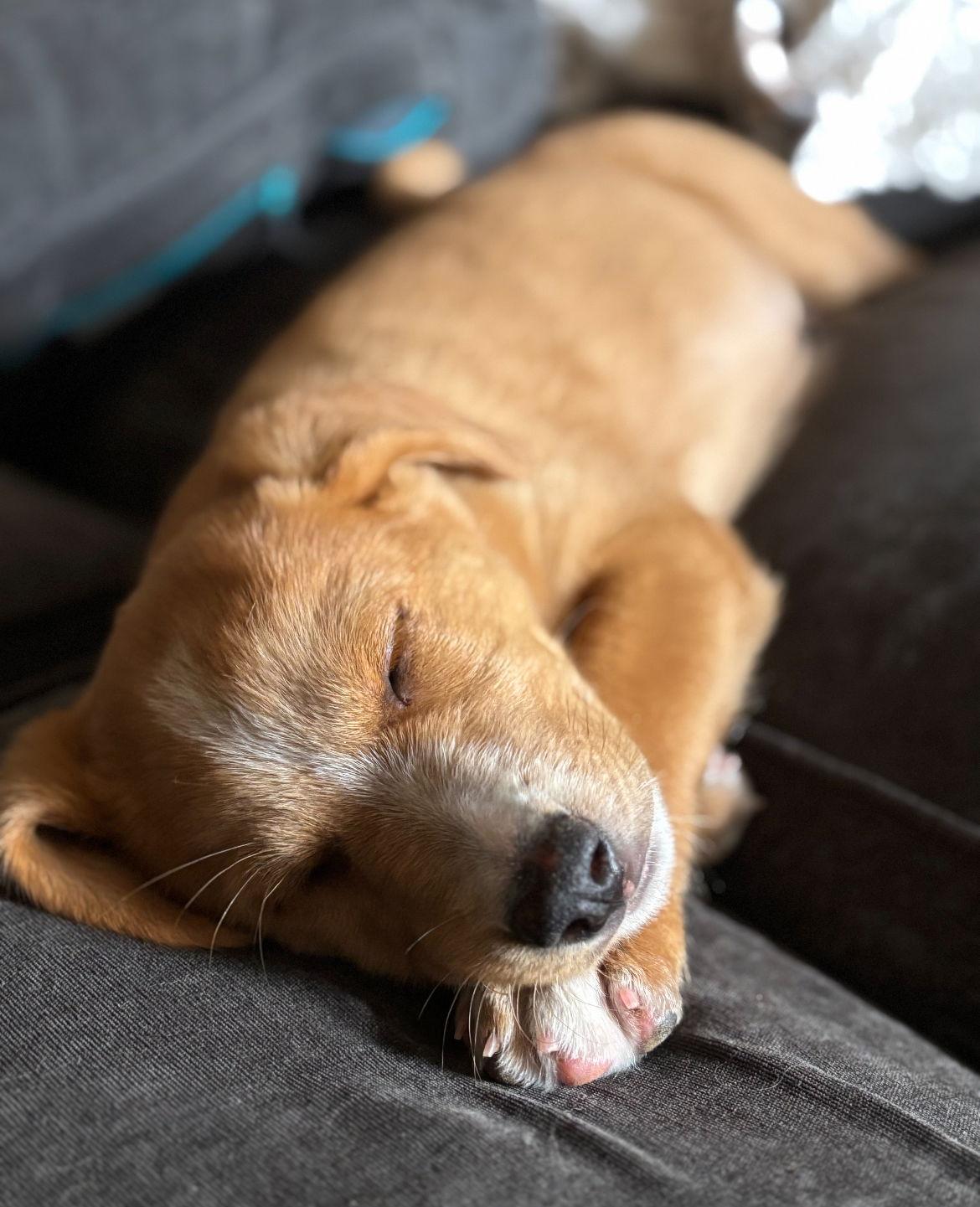 Rocky, a Adoptable Mixed Breed in Laramie, WY image 2/3