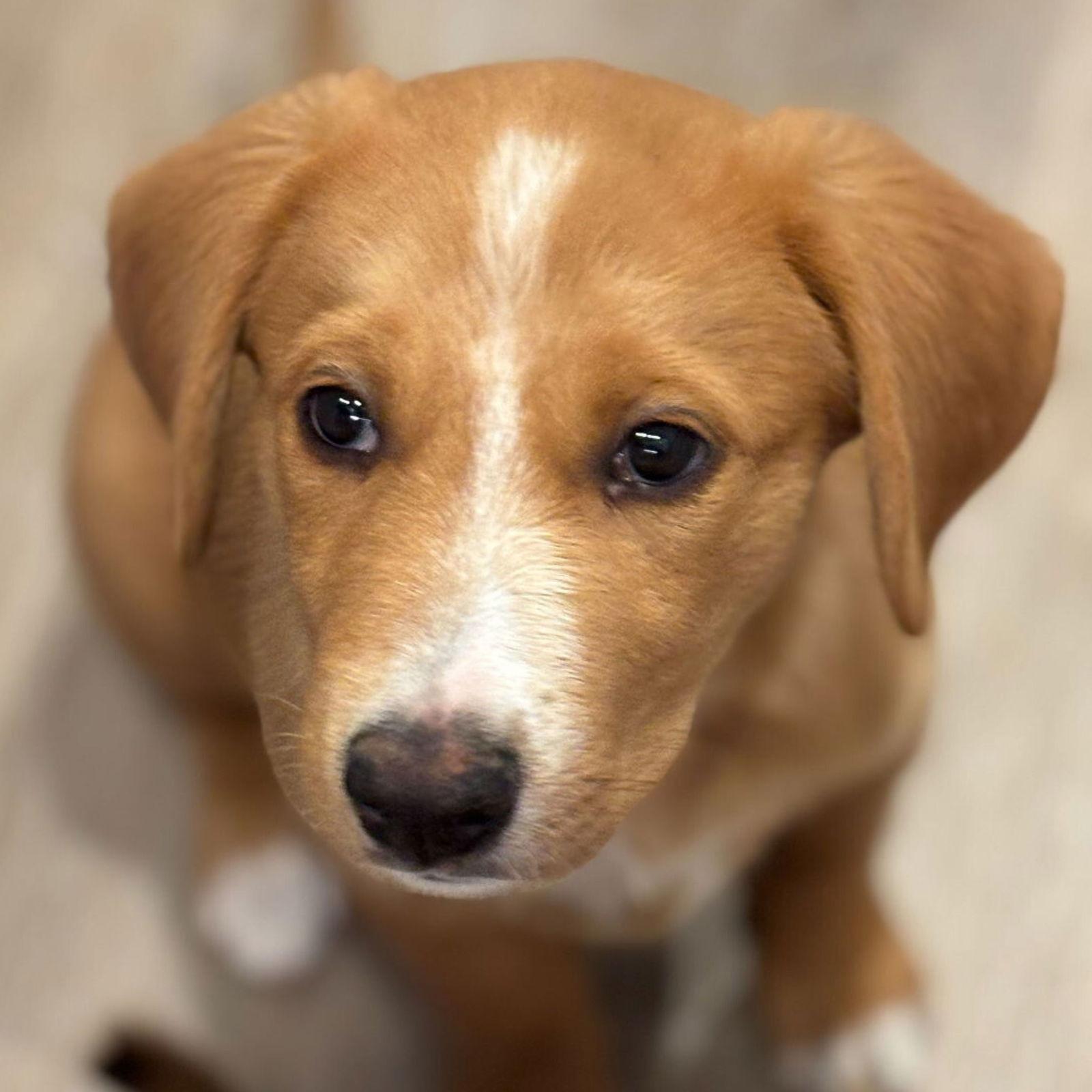 Rocky, a Adoptable Mixed Breed in Laramie, WY image 3/3