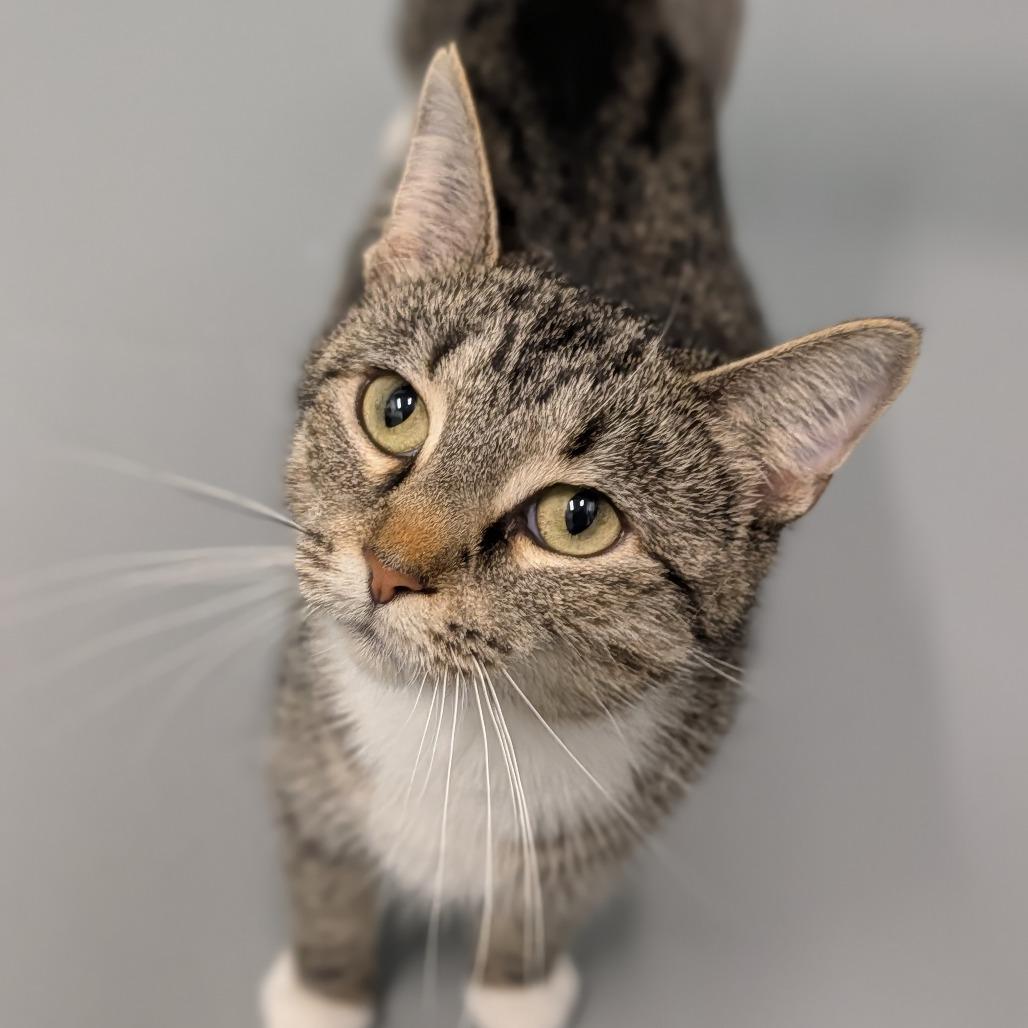 Dee Dee, ADOPTABLE, Adult Female Domestic Short Hair.