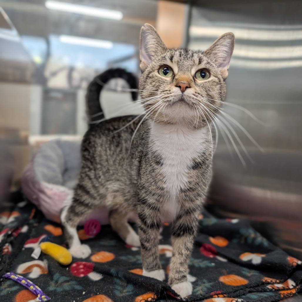 Enlarge Dee Dee, a ADOPTABLE Domestic Short Hair in Cape Girardeau, MO image 3/3