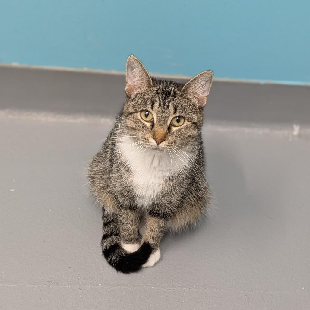 Enlarge Dee Dee, a ADOPTABLE Domestic Short Hair in Cape Girardeau, MO image 2/3