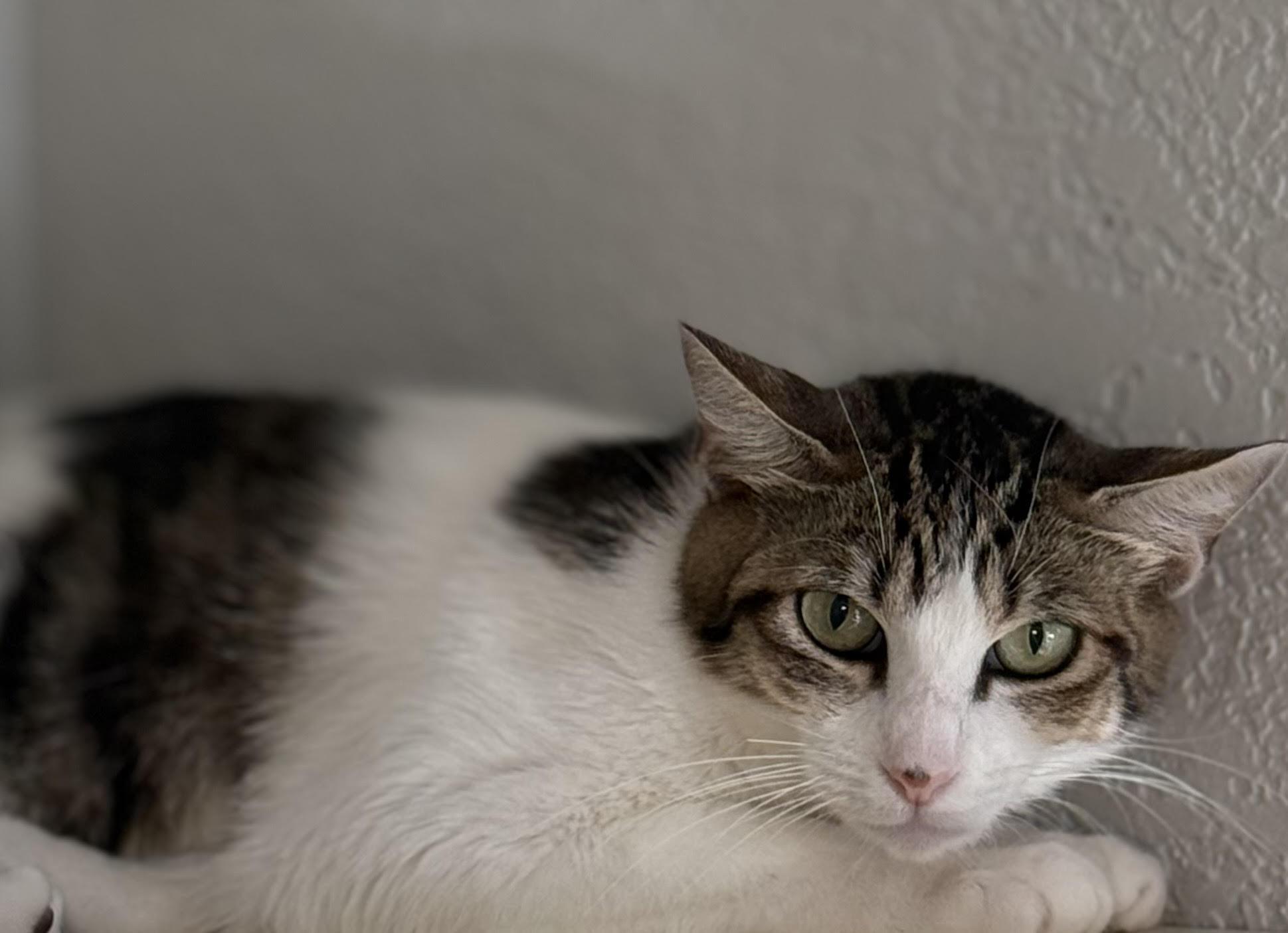 Enlarge RavenMaw, a Adoptable Domestic Short Hair in Lacey, WA image 1/3